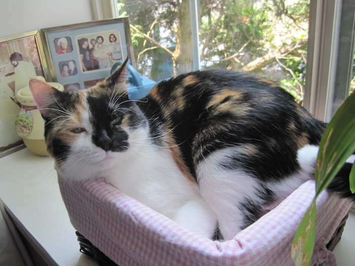 Calico cat.