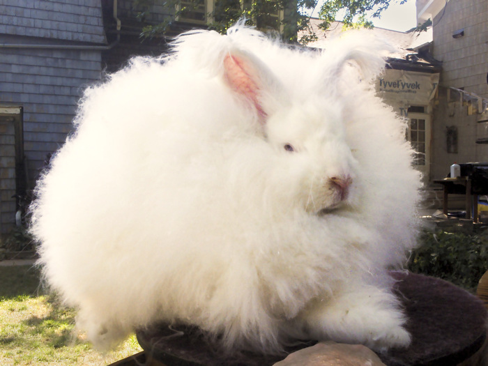 White angora rabbit.