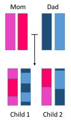 Chromosome inheritance.